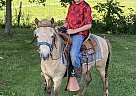 Pony - Horse for Sale in Smiths Grove, KY 42031 Pony - Horse for Sale in Smiths Grove, KY 42031