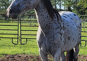 Appaloosa (Appaloosa, Mare) in Orlando, FL