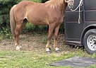 Missouri Fox Trotter - Horse for Sale in Bardstown, KY 40004 Missouri Fox Trotter - Horse for Sale in Bardstown, KY 40004