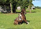 Missouri Fox Trotter - Horse for Sale in Hillsboro, KY 41049