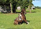 Missouri Fox Trotter - Horse for Sale in Hillsboro, KY 41049 Missouri Fox Trotter - Horse for Sale in Hillsboro, KY 41049