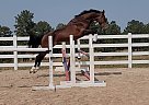 Dutch Warmblood - Horse for Sale in Franktown, CO 80116
