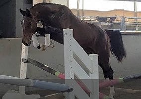 Warmblood (Warmblood, Stallion) in Franktown, CO