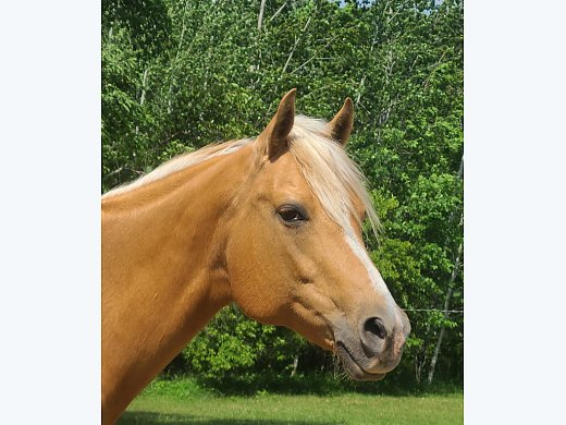 Palomino QH Mare