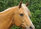 Quarter Horse - Horse for Sale in Alexandria, MN 56308