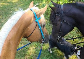 Quarter Horse (Quarter Horse, Mare) in Alexandria, MN