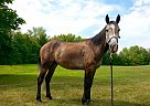 Pepper- 3 Year old Mare Other Mare