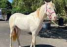 Andalusian - Horse for Sale in San Diego, CA 92021