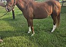 Quarter Horse - Horse for Sale in Fredericksburg, OH 44627