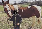 Paint - Horse for Sale in Lancaster, PA 17602 Paint - Horse for Sale in Lancaster, PA 17602