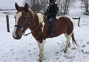 Paint (Paint, Gelding) in Lancaster, PA