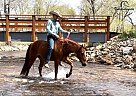Missouri Fox Trotter - Horse for Sale in Buffalo, WY 82834 Missouri Fox Trotter - Horse for Sale in Buffalo, WY 82834