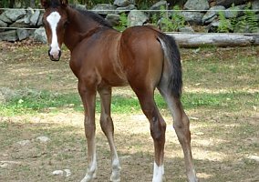 Rubicuori (Warmblood, Stallion) in Harvard, MA