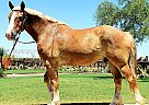 Belgian Draft - Horse for Sale in Tucson, AZ 85736