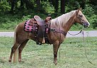 Tennessee Walking - Horse for Sale in Tompkinsville, KY 42167