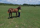 Quarab - Horse for Sale in Cambridge City, IN 47327 Quarab - Horse for Sale in Cambridge City, IN 47327