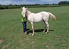 Quarter Horse - Horse for Sale in Cambridge City, IN 47327 Quarter Horse - Horse for Sale in Cambridge City, IN 47327