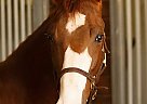 Magicander - Stallion in Callahan, FL Magicander - Stallion in Callahan, FL