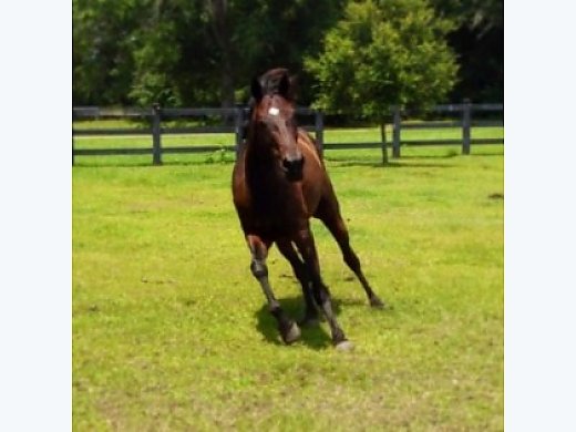 17.1 Hand Thoroughbred Gelding