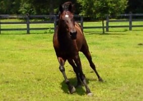 Thoroughbred (Thoroughbred, Gelding) in Jamestown, SC