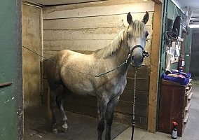 Warmblood (Warmblood, Mare) in FL