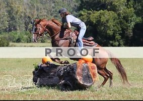 QH Mare Quarter Horse Mare