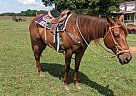 Quarter Horse - Horse for Sale in Harmony, NC 28634 Quarter Horse - Horse for Sale in Harmony, NC 28634