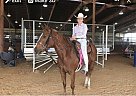 Quarter Horse - Horse for Sale in Covington, LA 70435