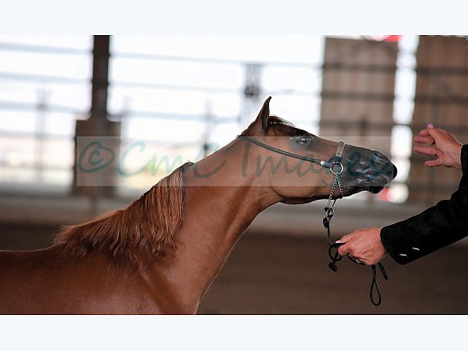 AMHR 7 YO Gelding