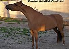 Miniature - Horse for Sale in Yermo, CA 92398 Miniature - Horse for Sale in Yermo, CA 92398