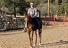 Appendix - Horse for Sale in Silver City, NM 88061