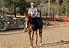 Appendix - Horse for Sale in Silver City, NM 88061 Appendix - Horse for Sale in Silver City, NM 88061