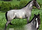 Tennessee Walking - Horse for Sale in HUSTONVILLE, KY 37091