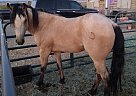 Quarter Horse - Horse for Sale in Pahrump, NV 89060