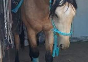 Quarter Horse (Quarter Horse, Stallion) in Pahrump, NV