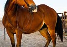 Duke - Gelding in Roscoe, TX Duke - Gelding in Roscoe, TX