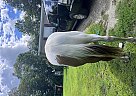Paint - Horse for Sale in Randolph, VT 05060