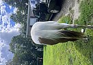 Paint - Horse for Sale in Randolph, VT 05060 Paint - Horse for Sale in Randolph, VT 05060