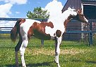 Half-Arab Pinto Yearling Show Ge... Arabian Stallion