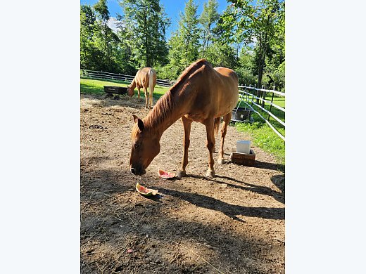 Husband Safe/ Kids Horse