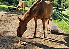Quarter Horse - Horse for Sale in Hinckley, OH 44233 Quarter Horse - Horse for Sale in Hinckley, OH 44233