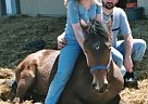 Holsteiner - Horse for Sale in Belleville, MI 