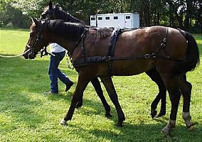 Warmblood (Warmblood, Stallion) in Belleville, MI