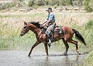 Lusitano - Horse for Sale in Riverton, WY 82520 Lusitano - Horse for Sale in Riverton, WY 82520