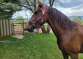 Lusitano (Lusitano, Mare) in Riverton, WY