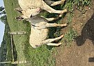 Donkey - Horse for Sale in Bedford, PA 15522
