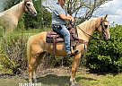 Kentucky Mountain - Horse for Sale in WHITLEY CITY, KY 42653