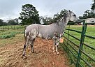 Doll - Mare in Bastrop, TX Doll - Mare in Bastrop, TX