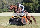 Quarter Horse Mare for Sale in Ridgeville, South Carolina Quarter Horse Mare for Sale in Ridgeville, South Carolina
