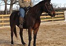 Standardbred - Horse for Sale in Millstone, NJ 